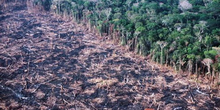 Protected forest areas are a big source of carbon emissions