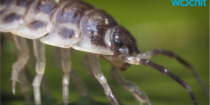 Bacterial DNA can Change the sex of Pillbugs