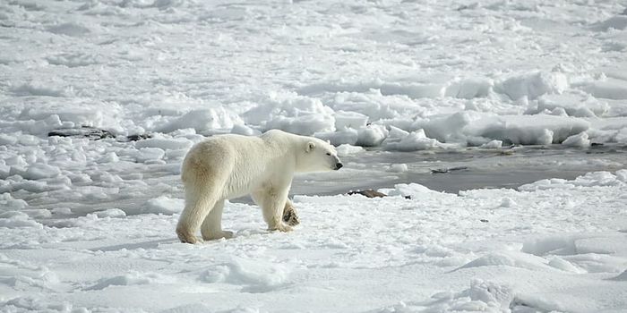 Last Bastion of Arctic's Summer Ice is Vulnerable