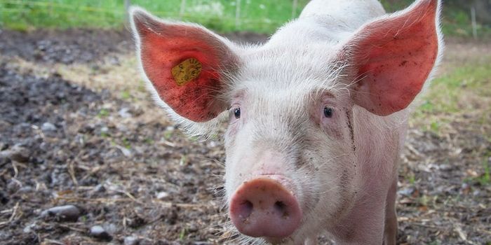 In a First, a Working Pig Kidney was Tested in a Person