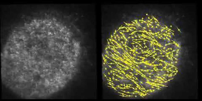 Watching the Body Plan Emerge