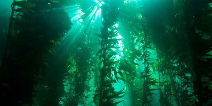 Can Kelp Help Reduce Acidification in the Ocean?