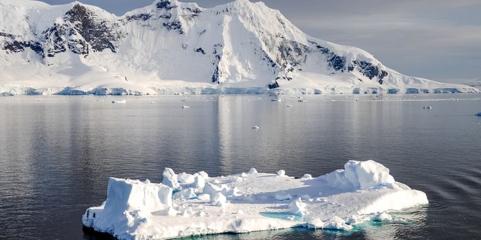 How Octopus DNA Tells us More About the Collapse of Antarctica's Glaciers