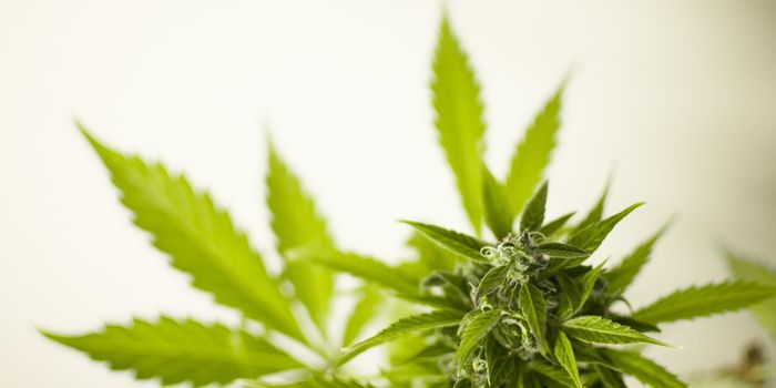 Scientists Discover New Cannabinoid in Cannabis Plant