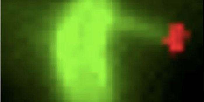 Seeing Gene Transfer as it Happens