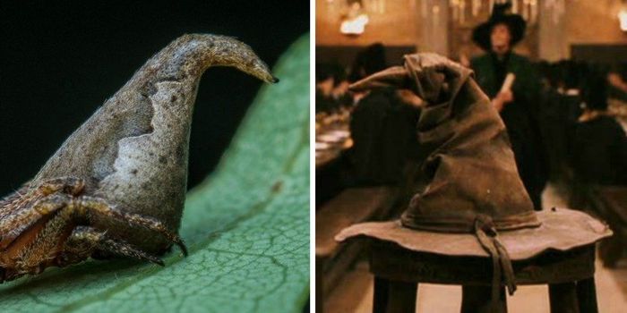 New Spider From India Looks a Lot Like the Harry Potter Sorting Hat