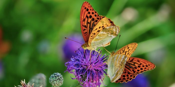 What are Supergenes & Why are They Hot?