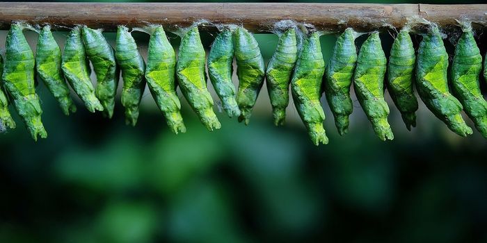 Here's What Happens Inside a Caterpillar's Chrysalis