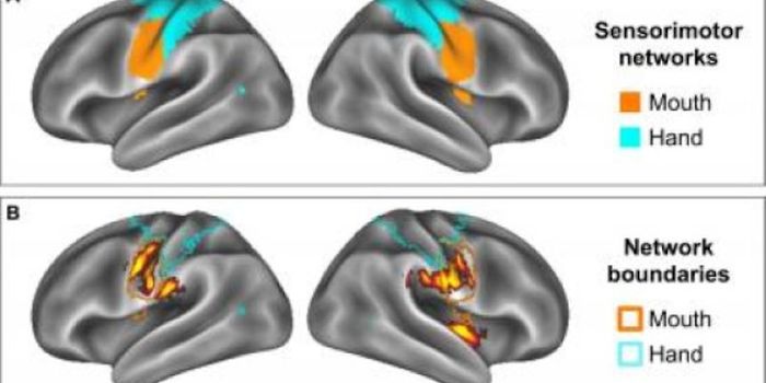 Overweight Teen Brains Simulate Eating When Shown Food Commercials