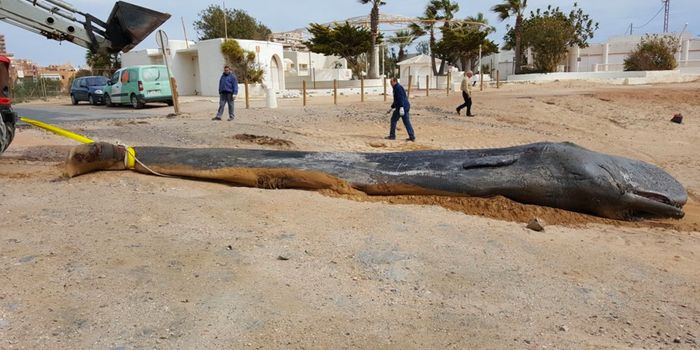 Deceased Sperm Whale Found to Have 64 Pounds of Trash in its Body