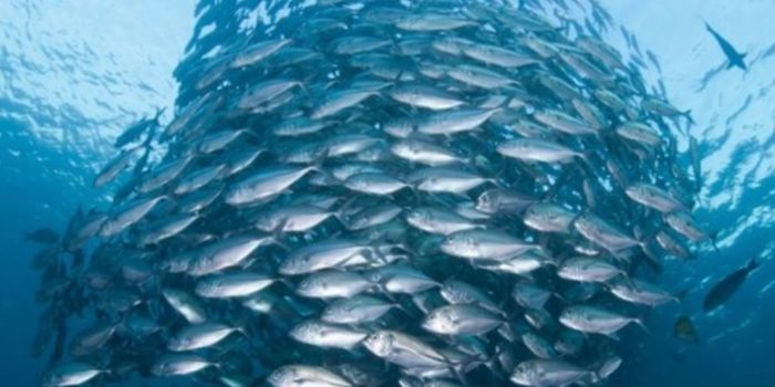 Use of Probiotics in Aquaculture Reduces Antibiotic-Associated Mortality