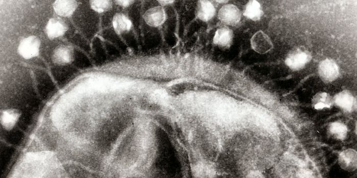 Bacteriophage Used to Kill MRSA