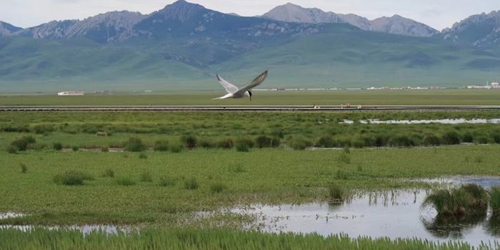 Climate Change is Changing Wetland Ecosystems