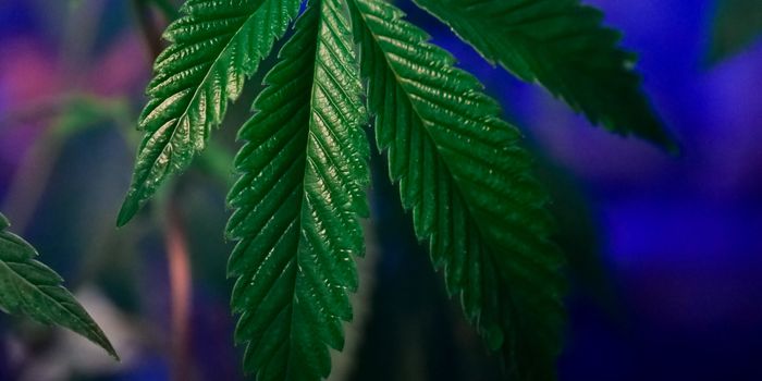 NYU Researchers Find CBD effectively Reduces Post Operative Pain