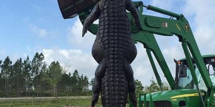 Behemoth Alligator Killed on Florida Farm to Protect Animals