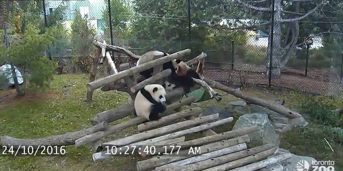 Toronto Zoo Footage Shows Giant Panda Cubs Hysterically Falling Over Again and Again