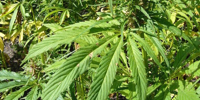 Marijuana  Reduces Seizures in Treatment-Resistant Epilepsy