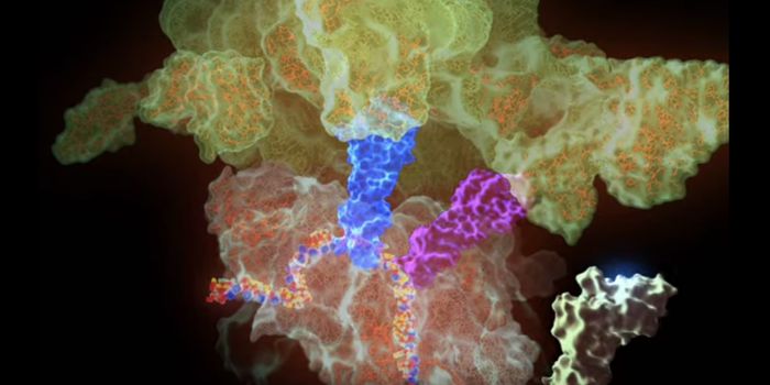Pushing the Limits of Ribosomes