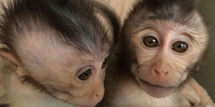 Can These Modified Monkeys be Diagnosed With Autism?