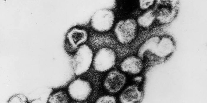 Two Early Relatives of Rubella Are Discovered