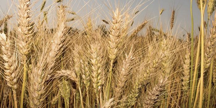 Green Genetic Technology Can Help Feed the World