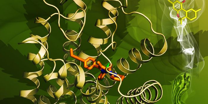 Insight Into the Structure of Marijuana's Cannabinoid Receptor