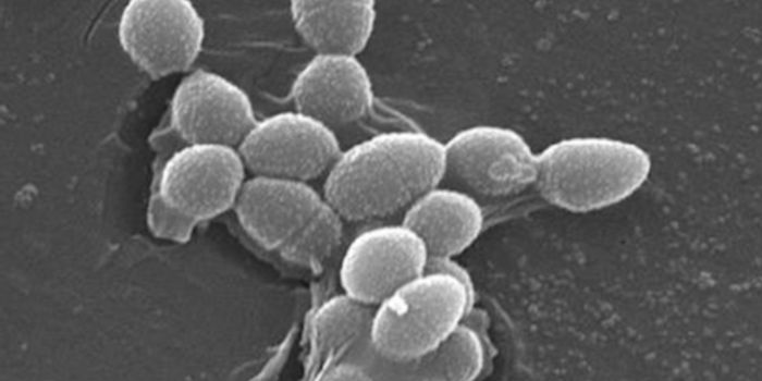 Germs are Gaining Resistance to Hand Sanitizers