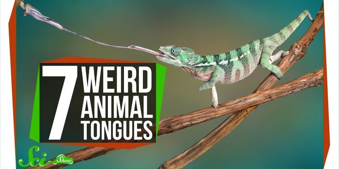 Animals With Strange Tongues