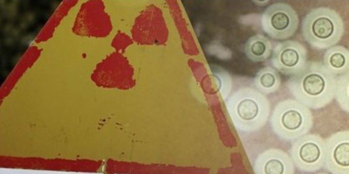 SpaceX Sent Chernobyl-Based Fungi to the ISS for Testing