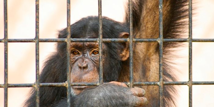 220 Lab Chimps Will Be Moved to a Sanctuary to Live in Freedom