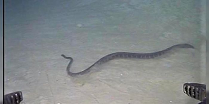 Sea Snakes Dive Much Deeper Than Initially Thought