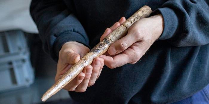 Scientists Discover the Oldest Whale Bone Tools