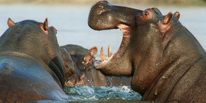 Male Hippos Must Challenge the Overlord for Mating Rights