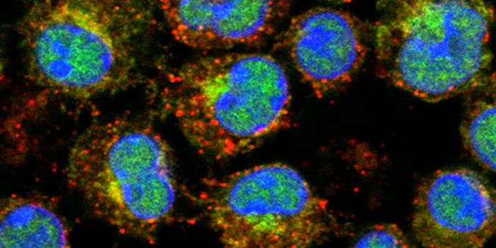 The Hormones We Have at Birth Are Linked to Disease Throughout Life