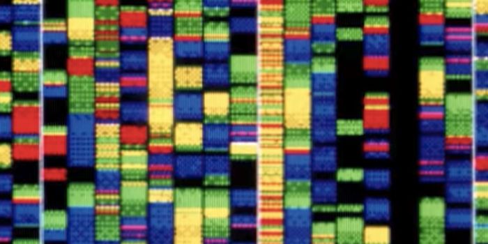 The Basics of Genetics