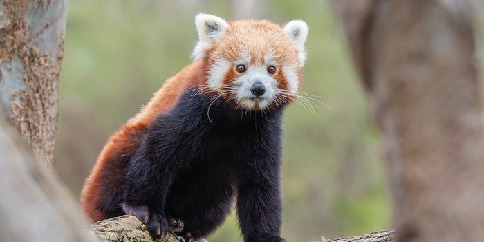 Are There Actually Two Distinct Red Panda Species?
