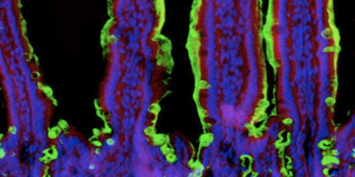 Recurrent Infections Break Down our Gut Defenses