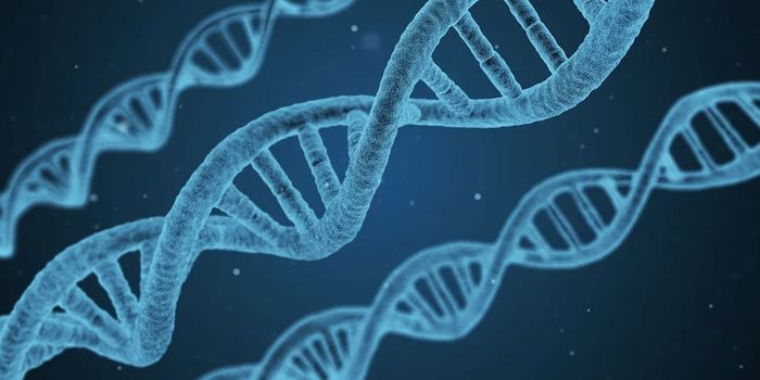 As the Knee Evolved, So Did Arthritis Risk