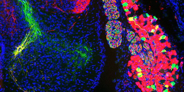 Revealing the Genetics of Our Sixth Sense - Proprioception