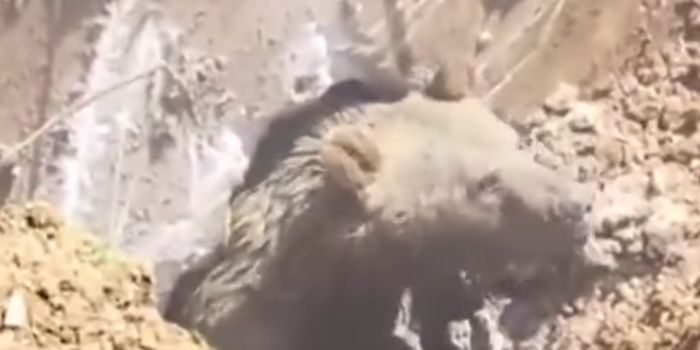 Construction Workers Find a Bear While Digging Into the Ground
