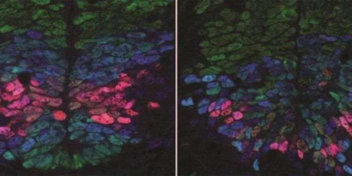 Pattern Underlying Spinal Cord Development Identified