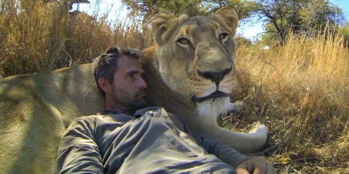 Lions - The New Endangered Species?