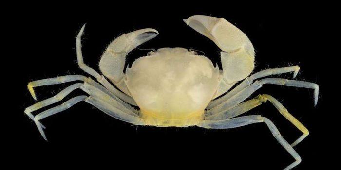 This New Crab Has Been Named After the Harry Potter Movies