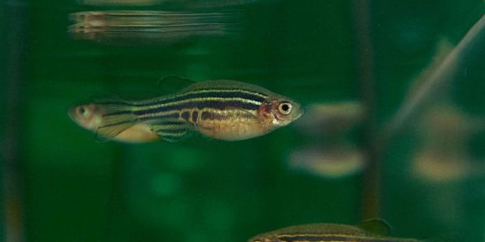 Genetic Regulators of Regeneration Bring Hope for Drug Discovery