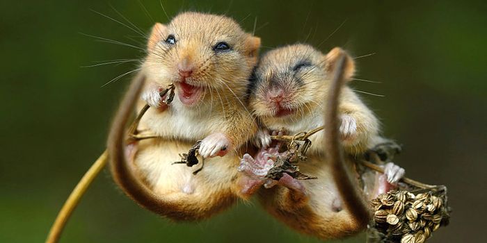 More Fiber, Reduced Allergy Severity - At Least for Mice