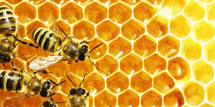 Do Bees Spend More Time Out of the Hive When Rain is Near?