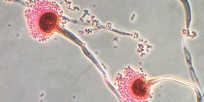 Using Genetics to Learn how Similar Species are Different