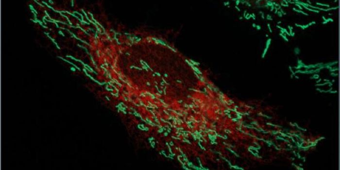 Revealing the Connections Between Organelles in Cells