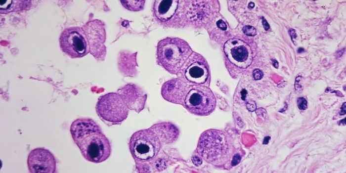 Silent Viruses Impact Microbe and Immune Cell Populations