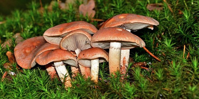 Researchers Grow Psilocybin from E. Coli Bacteria